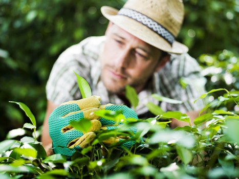Safe working practices for garden maintenance image placeholder four