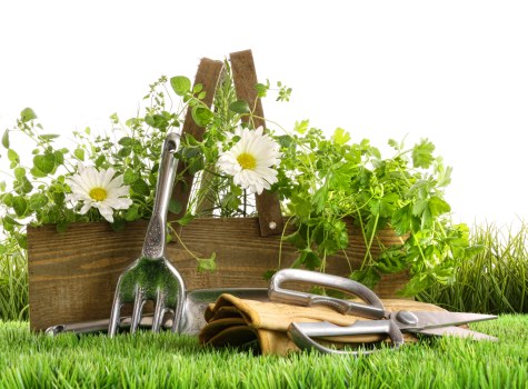 Local garden maintenance work in Upper Norwood showing hedge trimming and planting care