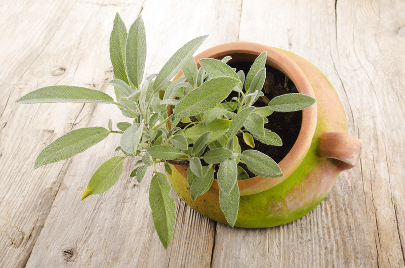 garden design Garden